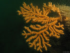 Pink sea fan: a pink sea fan clings to the rock