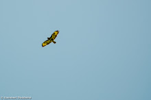 20140607 - WVV D4 - VVS TOERNOOI - 027.jpg