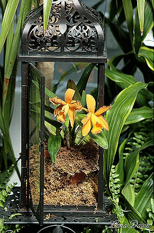 [FPC_Orchid_Display%255B7%255D.jpg]