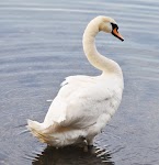 DSC_1132.JPG