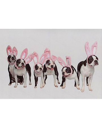 A warren of rabbits...
hmmm... but what's the name for a gathering of pups in bunny ears? A warren of rabbits...
hmmm... but what's the name for a gathering of pups in bunny ears?