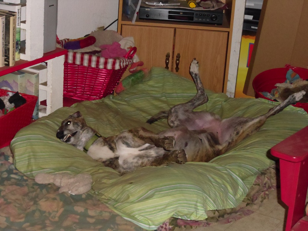 [Molly%252C%2520sleeping%252C%2520May%25202012%2520001%255B3%255D.jpg]