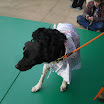 SDC11408.JPG