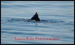 Cruise 038