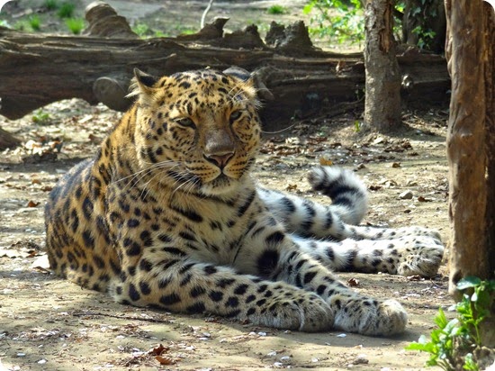 leopardo dell'amur4