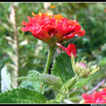 IMG_8627.JPG