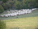 IMG_1762.jpg