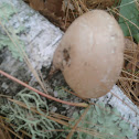 birch polypore