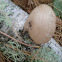 birch polypore