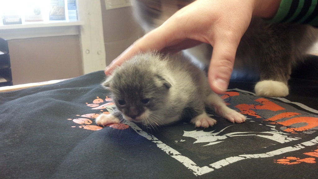 [kitty6%255B4%255D.jpg]