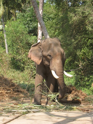 [ElephantSactuaryVI%255B3%255D.jpg]