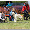 Pet Dogs 010.jpg