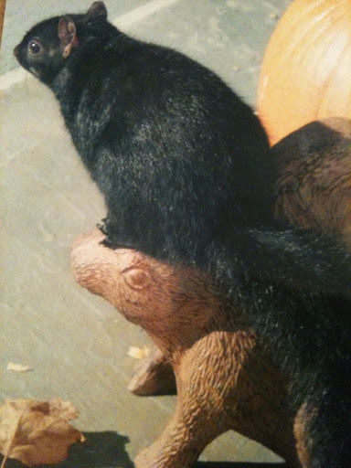 It's a black squirrel perched on Gerry's cast iron squirrel garden ornament! Wouldn't Francesca and Sharkey absolutely go nuts to see this? It's a black squirrel perched on Gerry's cast iron squirrel garden ornament! Wouldn't Francesca and Sharkey absolutely go nuts to see this?