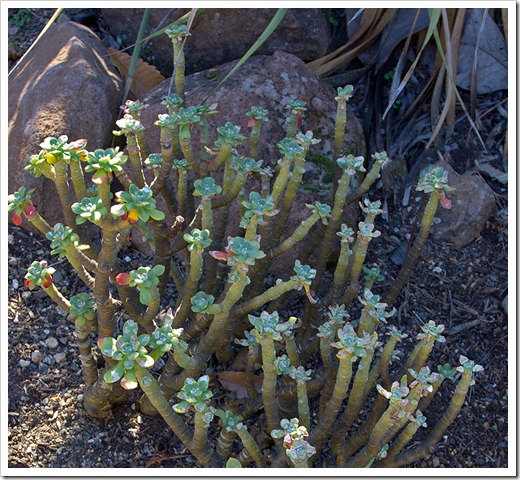 111228_UCBG_Sedum-torulosum_02