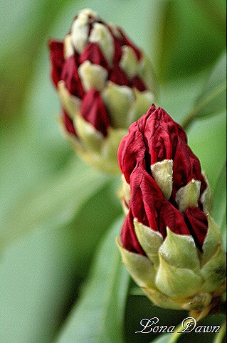 [Rhododendron_Buds%255B7%255D.jpg]