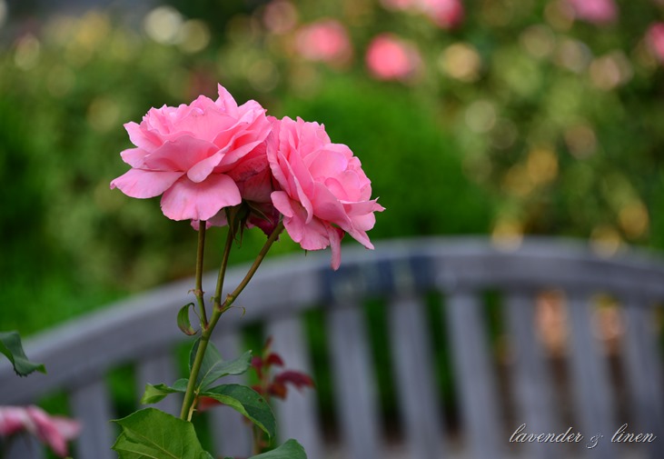 DSC_3508 DSC_3508