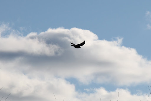 Crows have a vast habitat but, they prefer areas where they can live in close association with humans and Frenchies.
