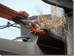 trashed nest 8-1-2011 9-55-51 AM 3616x2712