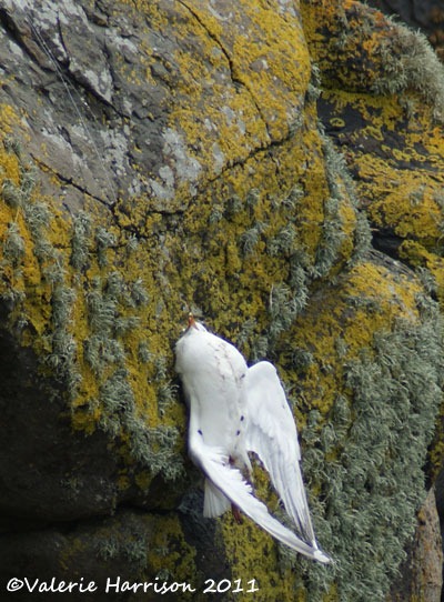 [13-gull-on-line%255B2%255D.jpg]