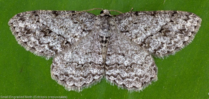 [6597%2520Small%2520Engrailed%2520Moth%2520%2528Ectropis%2520crepuscularia%2529%2520%25283%2529%255B7%255D.jpg]