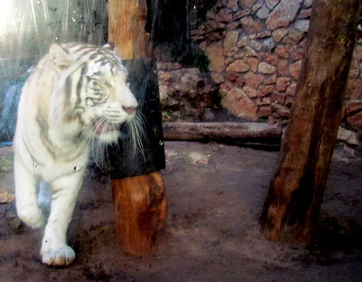 i tigr v hayfskom zooparke.jpg