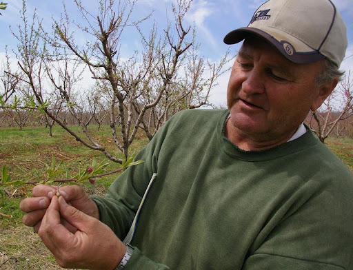 Orchard owner Paul Lais checks his peach trees.