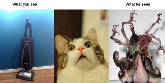 [what-you-see-animals-d36327%255B2%255D.jpg]