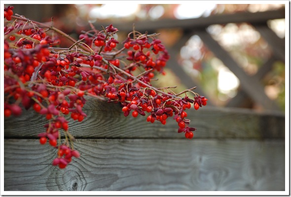 euonymus