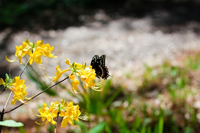 [Butterfly1%2520%25281%2520of%25201%2529%255B4%255D.jpg]