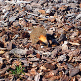 A mature killdeer plays possum to distract from the nest.