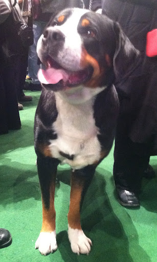 Greater Swiss Mountain Dog - 'Cool Hand Luke' is from California