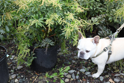 This Pieris Compacta is interesting looking!  While this plant is very versatile and can grow in sun or shade, it is a very slow-growing plant and I think I'm too impatient for that!  Besides, I'm not fond of its flower.