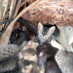 Nest jonge poesjes