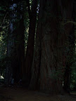 california_sequoia