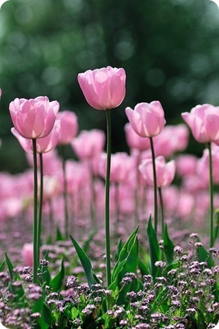 tulipanes femeninos