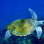 Watersports Guru Snorkeling with the turtles