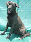 BALOO. Adoptado