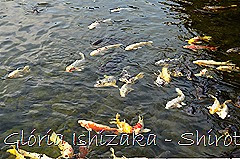 73 - Glória Ishizaka - Shirotori Garden