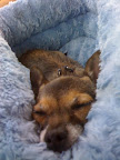Would they resolve to take fewer naps?