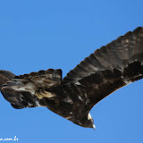 Golden Eagle - The Needles -   Canyonlands NP, Monticello, Utah