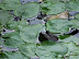 National Zoo in August