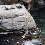 Turtles at the Hilton Hawaiian Village