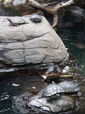 Turtles at the Hilton Hawaiian Village