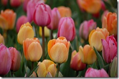 tulips4