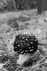 Fly-Agaric-11