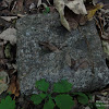 dsc03907.jpg