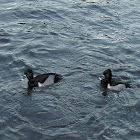 Ring necked Duck