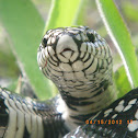 Eastern Kingsnake