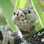 Eastern Kingsnake