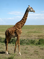 Northern Circuit Safari - Serengeti